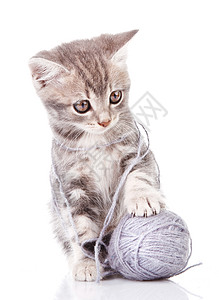 猫球灰色的乐趣高清图片