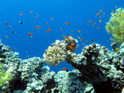 热带海 水下海洋中的多彩珊瑚礁海上生活气泡潜水石珊瑚海洋生物浮潜蓝色水族馆荒野野生动物背景图片