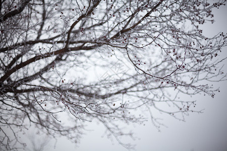 覆盖着豪冻霜的霍特霍恩树枝高清图片