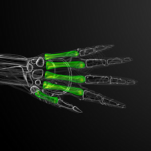3d 表示对骨骼的医学说明手指垃圾指骨手腕肌腱方阵掌骨风湿病背景图片