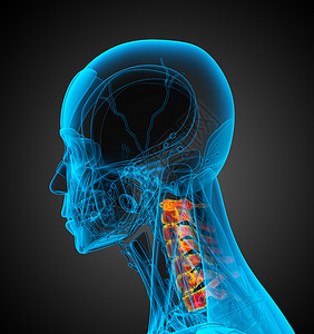 3d为颈骨的医学插图椎骨生理颈椎病骨头脊柱骨骼脖子背景图片
