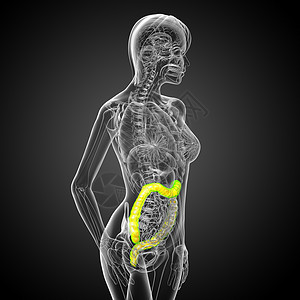 3d为人体肠道的医学插图生物学疾病冒号解剖学背景图片