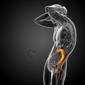 3d为人体肠道的医学插图解剖学疾病生物学冒号背景图片