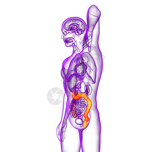 3d为人体肠道的医学插图疾病解剖学生物学冒号背景图片