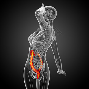 3d为人体肠道的医学插图冒号解剖学生物学疾病背景图片
