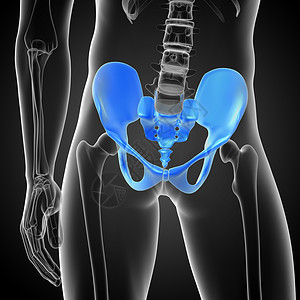 骨盆倾斜3D 骨盆骨的医学插图软骨骨盆骨骼子宫股骨密度医疗关节背景