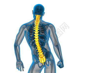 3d为人体脊椎的医学插图骶骨颈椎病医疗椎骨解剖学胸椎腰椎骨干骨头骨骼背景图片