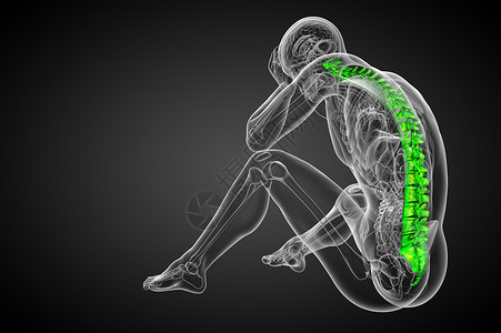 3d为人体脊椎的医学插图医疗腰椎骨骼骨干骶骨解剖学胸椎椎骨骨头生物学背景图片