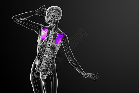 3d 进行医学演示 以说明骨骨骼胸部躯干肋骨解剖学脊柱骨科疼痛肱骨锁骨骨头背景图片
