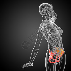 骨盆倾斜3D 3D 臀骨医学插图医疗子宫骨盆密度骨骼股骨解剖学关节软骨背景