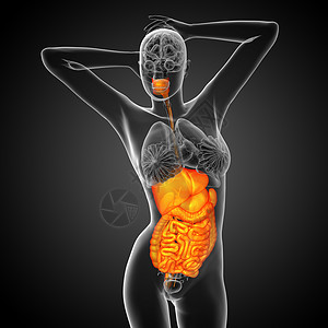 胃镜3d为人类消化系统提供医学说明胰腺腹痛癌症疼痛膀胱冒号解剖学胆囊背景