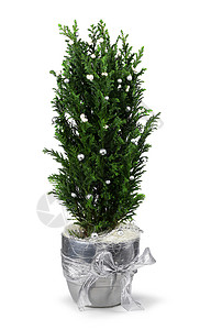 圣诞节剑桥装饰丝带季节盆栽绿色银色风格白色植物背景图片