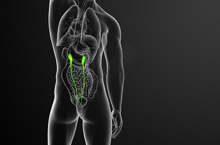3d 提供体外尿素的医学说明命脉尿液生物学x光器官生理医疗输尿管背景图片