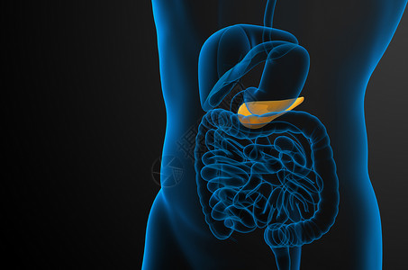 3d 向医生说明胆浆和锅炉胰腺胰脏胆道膀胱胆囊器官医疗背景