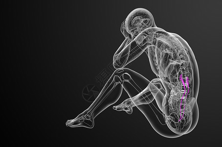 3d 提供体外尿素的医学说明医疗器官生物学尿液x光生理命脉输尿管背景图片