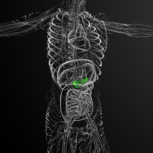 3d 向医生说明胆浆和锅炉医疗胰腺器官胆道胰脏胆囊膀胱背景