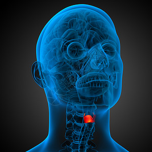 3d 提供喉咙的医疗插图软骨演讲杓状环甲人声嗓音会厌解剖学环状背景图片
