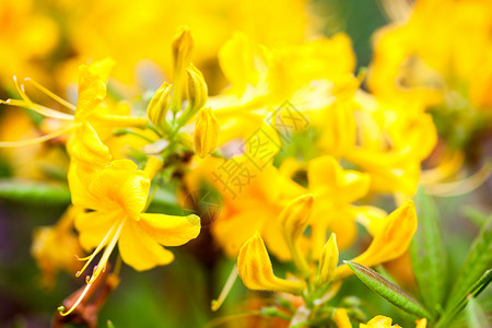 黄色花朵花粉树叶植物叶子植被灌木植物学花坛花期生长园艺高清图片素材