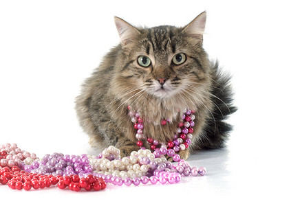选项卡猫宠物动物条纹小猫工作室珍珠衣领灰色珠宝背景图片