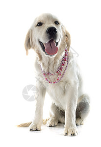 年轻金色采集器工作室猎犬动物宠物小狗猎狗珍珠白色衣领珠宝背景图片