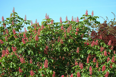 苍蓝的天空下闪亮的树晴天树木分支机构花园植物群花朵太阳公园叶子植物背景图片