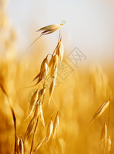 Oats 油田玉米谷物粮食植物群饲料植物学农业文化场地乡村秋天高清图片素材