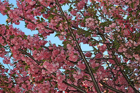 苍蓝的天空下闪亮的树植物晴天公园花朵植物群叶子季节花园樱花分支机构背景图片