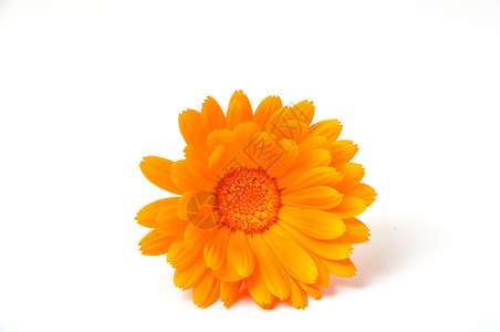 二次曲线对立面花瓣橙子脆弱性花朵花粉白色金盏花药材植物工作室背景