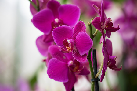 兰花植物群热带紫色植物宏观花瓣花束叶子花园植物学背景图片