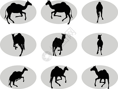 黑色沙漠骑骆驼的阵容动物姿势阴影冒充插图白色剪贴宠物野生动物黑色设计图片