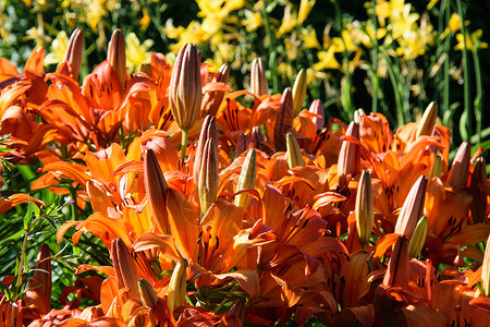 春花花植物学橙子花园高清图片