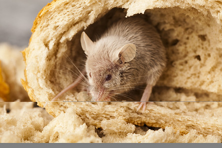 老鼠和面包 农村生动多彩的主题粮食宠物安排耳朵动物宏观食物谷物诱饵奶制品背景图片