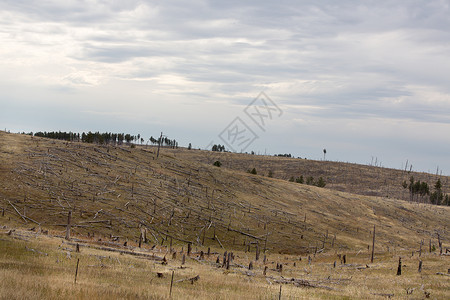 森林砍伐的山坡上 林林残有被砍伐的树木高清图片