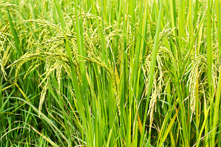 田间绿稻种米背景黄色农村收成植物群树叶农业农场食物绿色花园背景图片