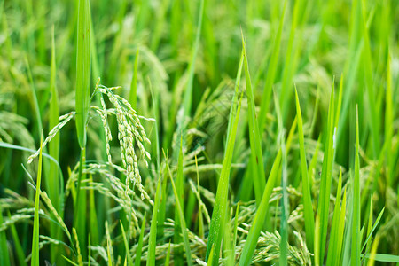 田间绿稻种米背景植物学农村绿色花园树叶收成农场黄色植物群食物背景图片