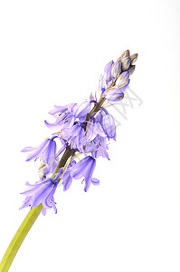 赫亚辛花瓣脆弱性植被紫色背景图片
