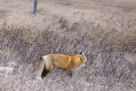 冬季的狐狸荒野动物捕食者野生动物打猎毛皮食肉红色草高清图片素材