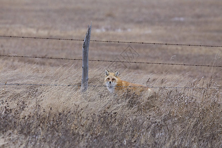 冬季的狐狸捕食者红色动物打猎毛皮野生动物食肉荒野食肉动物高清图片素材