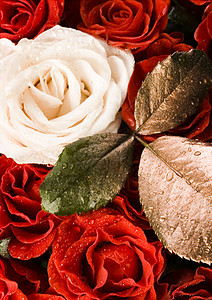 浪漫玫瑰 美妙的春天春光生动的主题淋浴花瓣花束婚礼生日鲜花铭文花朵香气情感背景图片