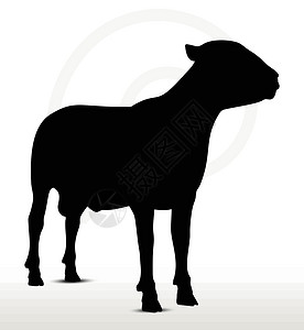 家养鹌鹑蛋立立不动的山羊背影黑色插图冒充绵羊姿势草图白色剪贴绘画追随者设计图片