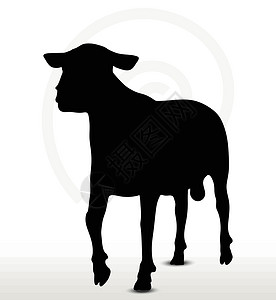 羊毛刷带走路姿势的绵羊背影动物背光黑色草图绘画阴影白色害群插图冒充设计图片