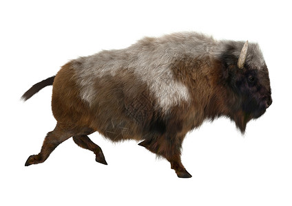 美国比森牛角棕色浅黄色荒野跑步野生动物野牛动物男性水牛背景图片
