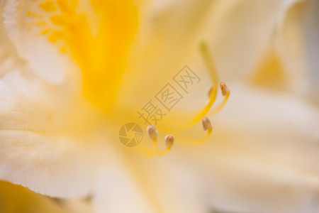 黄色花朵叶子花期植物灌木花瓣植被园艺植物学花粉生长宏观高清图片素材