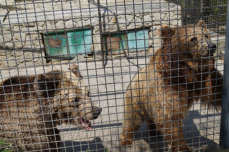 熊危险捕食者动物园夫妻背景图片
