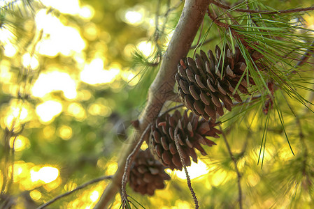一些冬季分支的抽象热度天气松针绿色植物松树季节森林松果白色背景图片