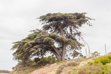受风力破坏的老松树背景图片