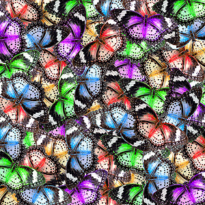 异国色彩蝴蝶艺术情调生物学翅膀宏观害虫场地昆虫学家漏洞背景图片
