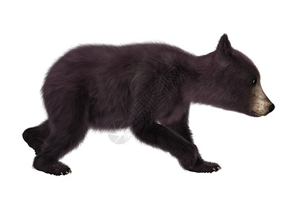 黑熊幼崽黑色哺乳动物捕食者食肉幼兽跑步白色动物荒野背景图片