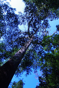 树下蓝天空蓝天树木森林天空背景图片