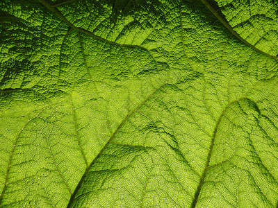 大叶宏观叶子植被植物静脉绿色背景图片